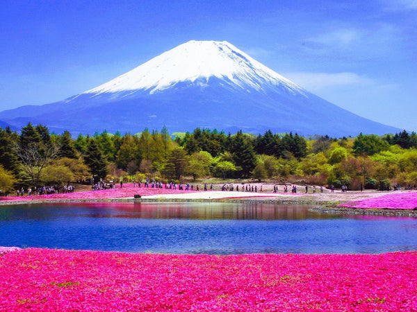 【新宿発】6,000円台~ぶっとび格安✨「富士芝桜まつり」富士山と芝桜の贅沢コラボ💕🗻&ハーブ庭園🍃展望台から見る絶景富士山🗻&旅の駅 kawaguchiko base(入場料込)1